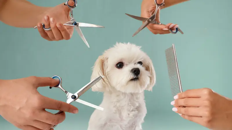Magic Pets Grooming Salon & Spa preview