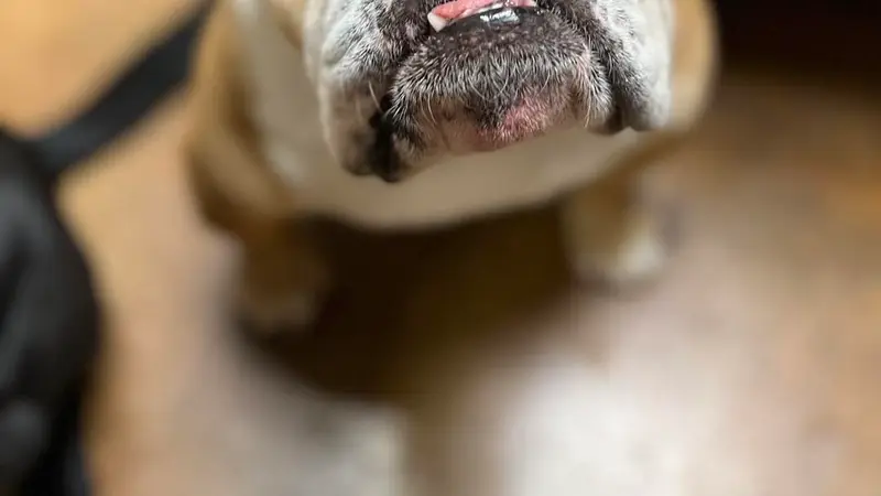 Grace Animal Hospital preview