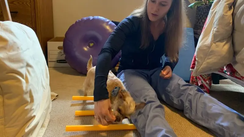 Therapy for Dogs with Hip Dysplasia preview