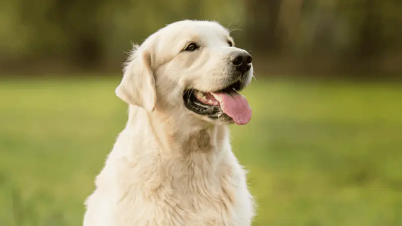 Avalon Veterinary Hospital preview