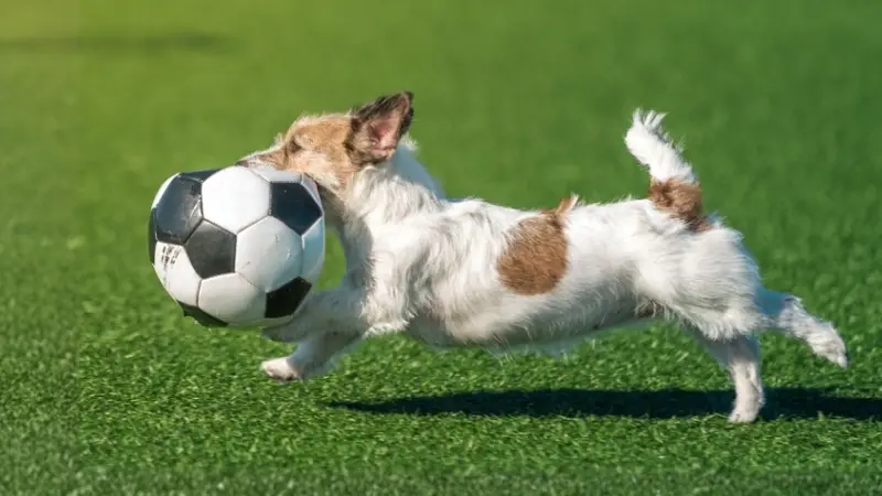 PetSuites McKinney preview