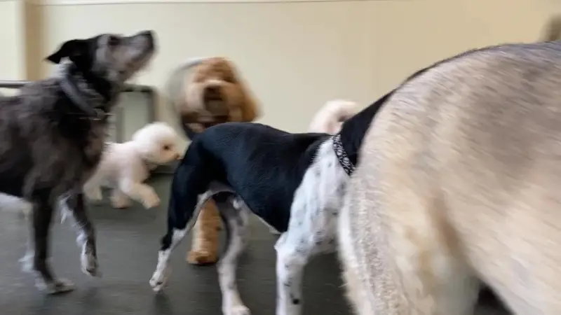 Lucky and Lady preview