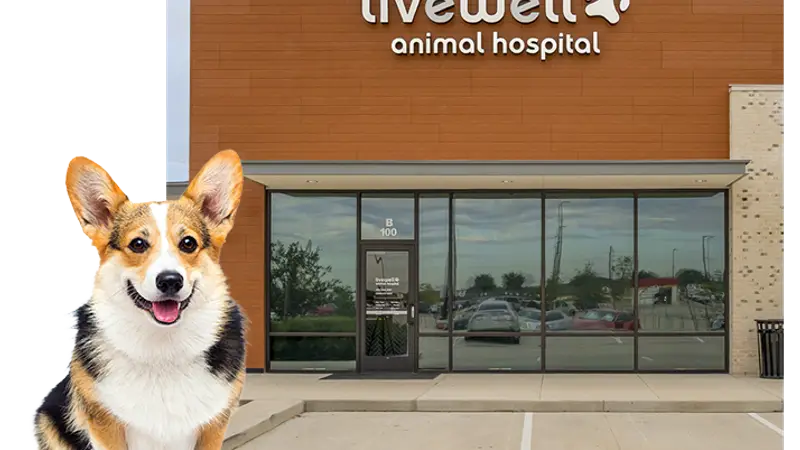Livewell Animal Hospital of Katy preview
