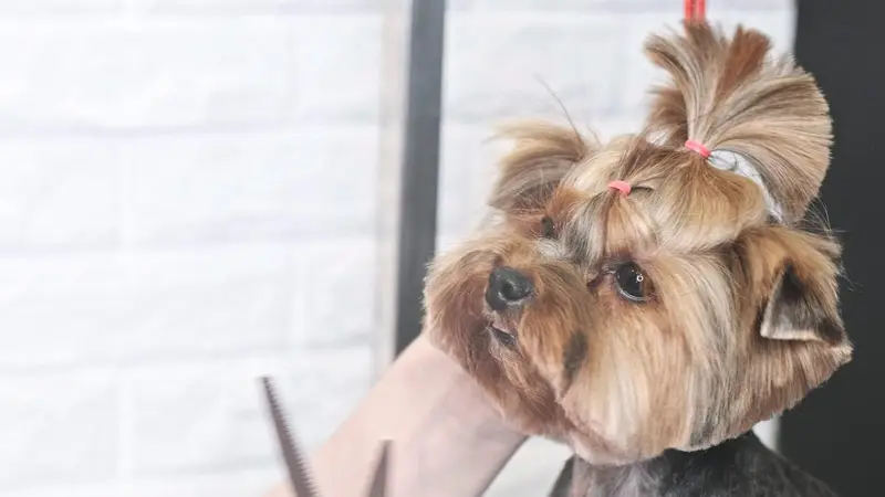 Dog Crafters preview