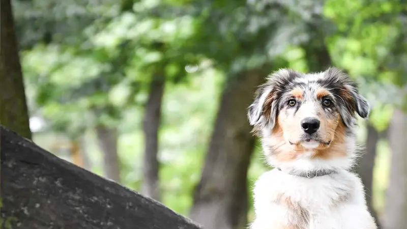 McKinney Animal Hospital preview