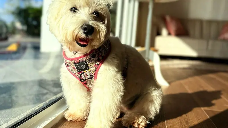 Fur ever dog spa preview