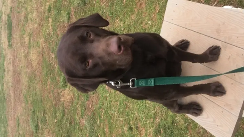 ColumbusK9coachdogtraining,llc preview