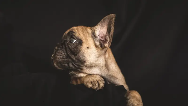 Clays Mill Veterinary Clinic preview