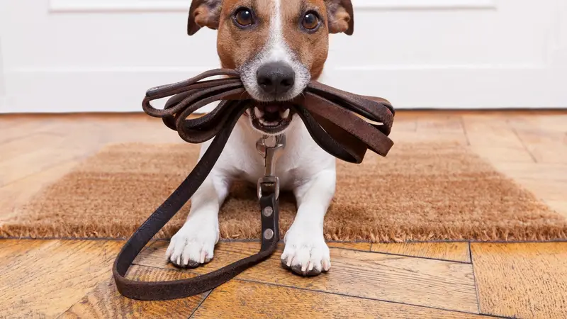 WAGS Pet Care preview