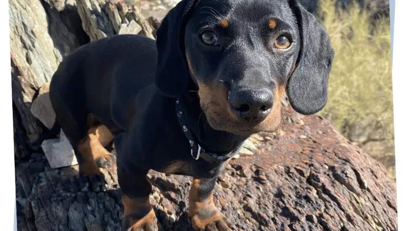 Adogable Pet Sitting preview