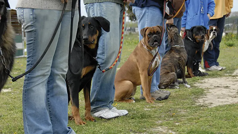AweDogs Dog Training preview