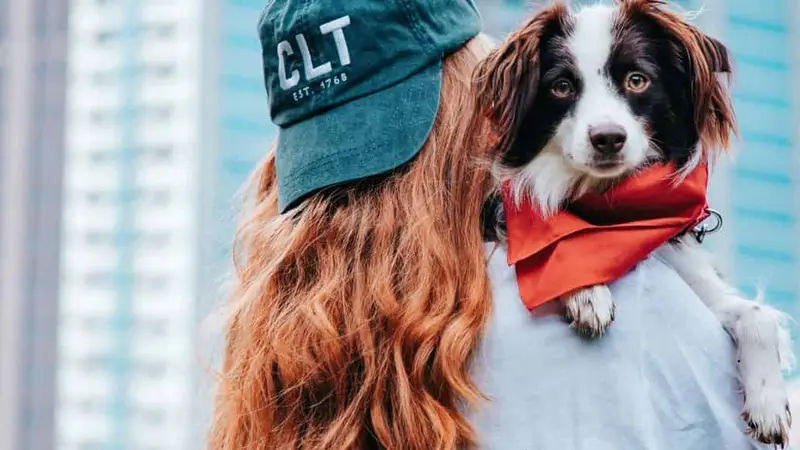 Little Friends Pet Sitting & Dog Walking preview