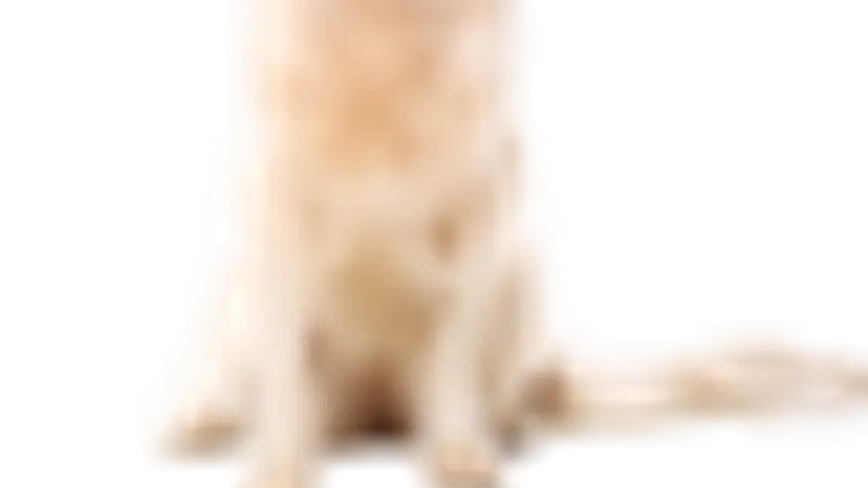 Barky lounge preview