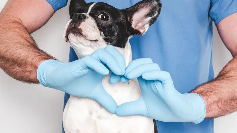 East Douglas Veterinary Clinic preview