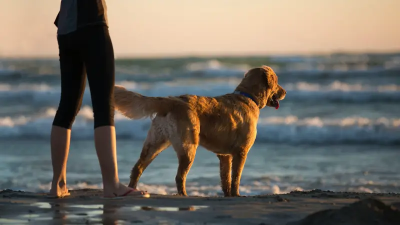 Virginia Beach Veterinary Hospital preview