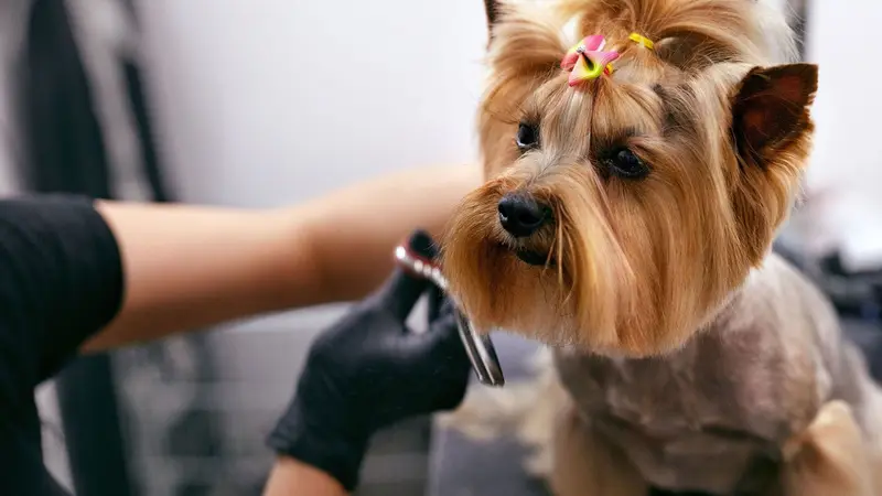 Carol's Pet Salon preview