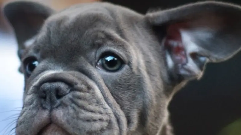 Petland preview