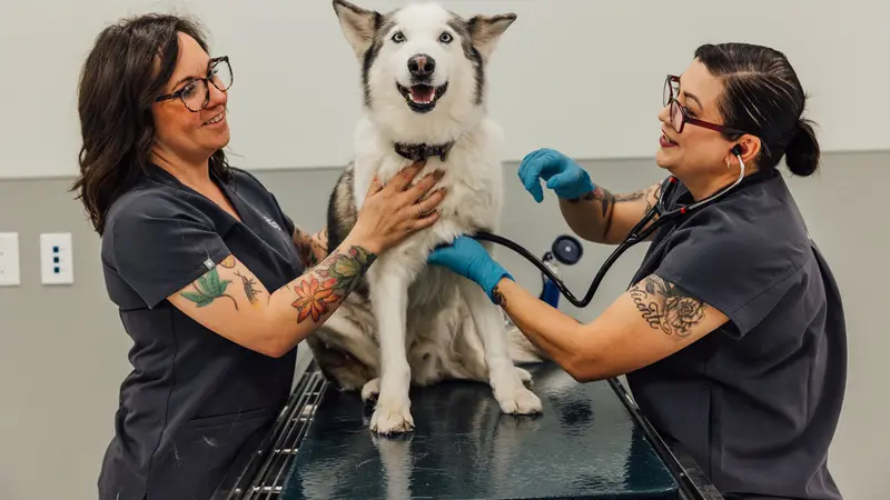Sol Veterinary preview