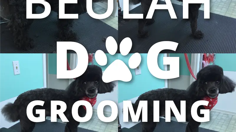 Beulah Dog Grooming preview