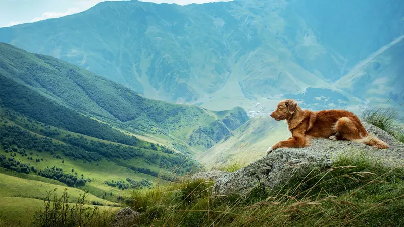 Cheyenne Mountain Animal Hospital preview