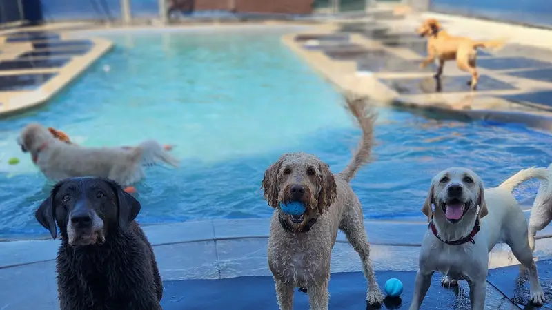 I Dig My Dog preview