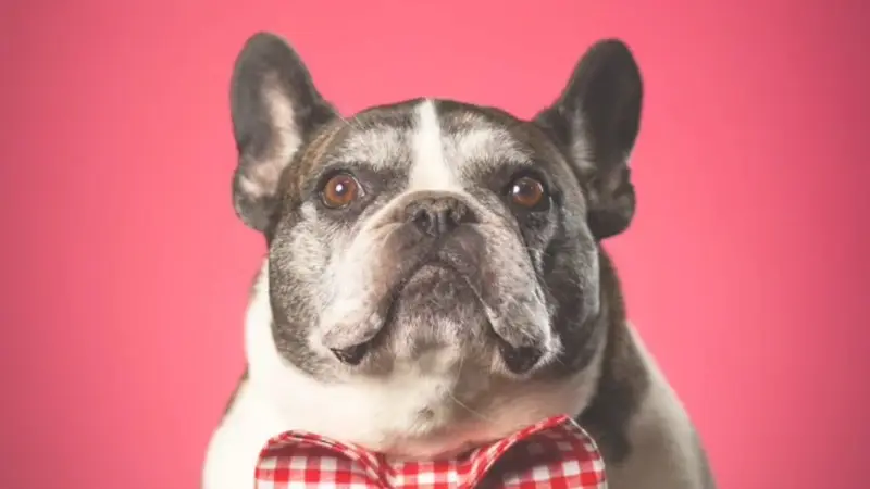 Top Dog Daycare and Boarding Powell preview