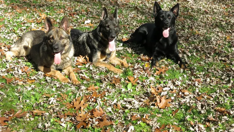 Indy K-9 preview