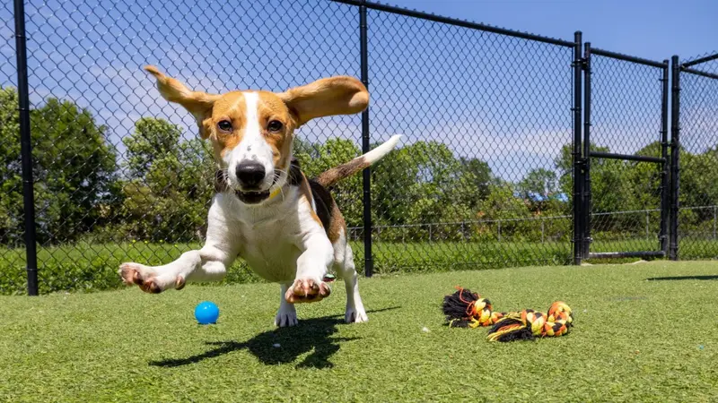Meadowlake Pet Resort preview