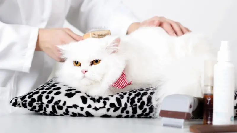 Grooming Spot and CATS preview