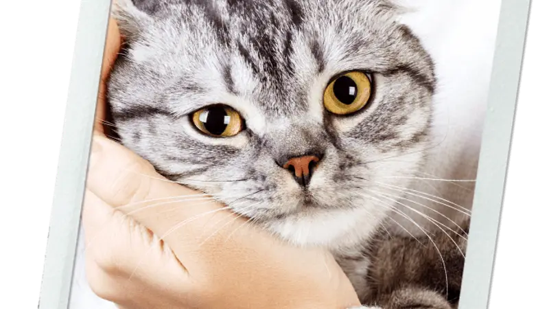 The Sound Cat Veterinary Hospital preview