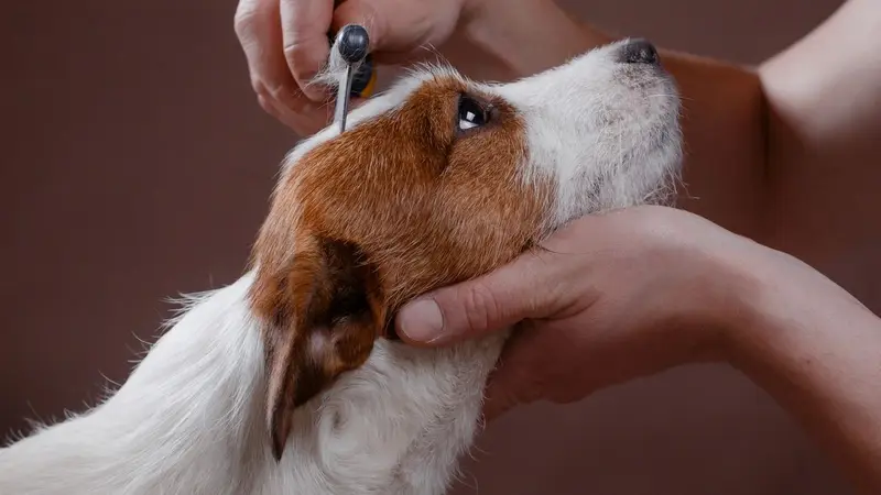 The Dog Spa preview