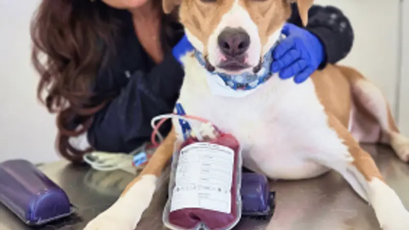 Dogwood Veterinary Specialty & Emergency preview