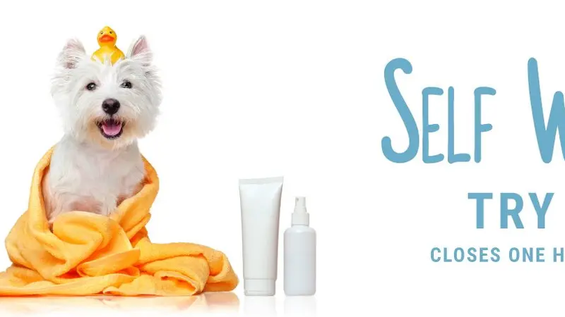 Brittany's Pet Depot preview