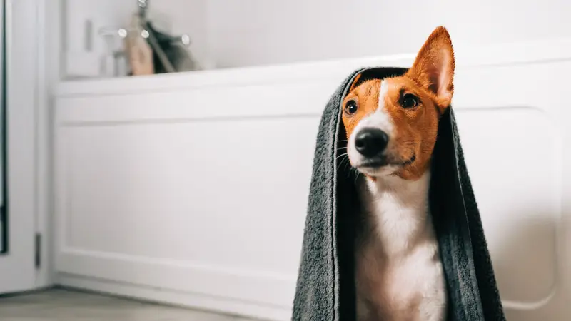 Doggone It preview