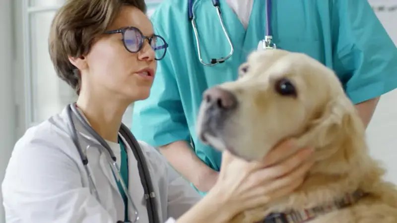 Blue Paw Primary Pet Care preview
