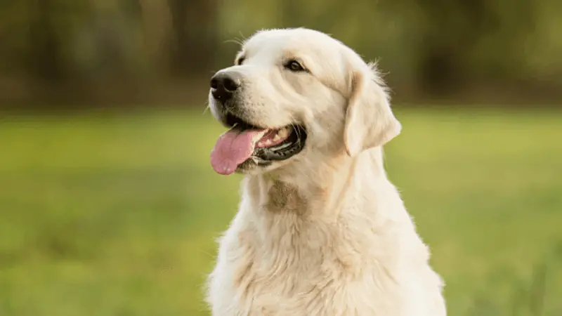 Companion Animal Hospital Oak Park preview