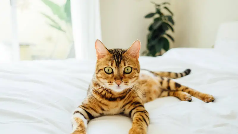 Siegen Lane Animal Clinic preview