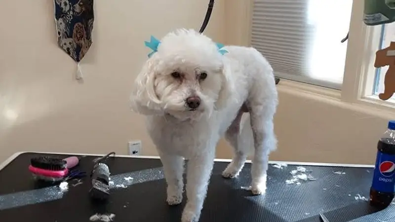 Terry's Pet Grooming preview
