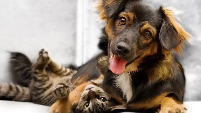 Brykerwood Veterinary Clinic preview