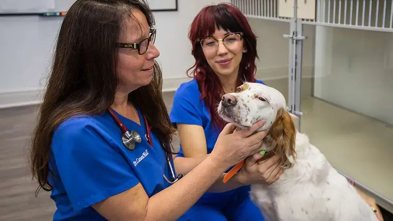East Hill Animal Hospital preview