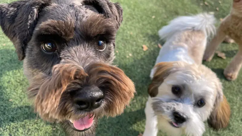 Paw Paw's Dog House - Fort Worth preview