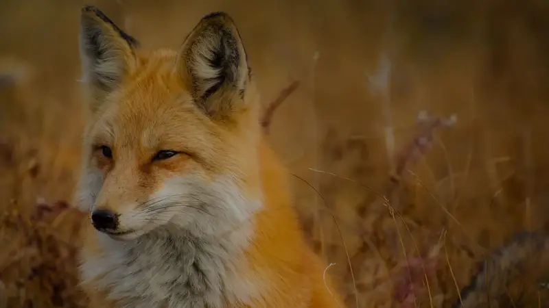 Fox Creek Animal Hospital preview