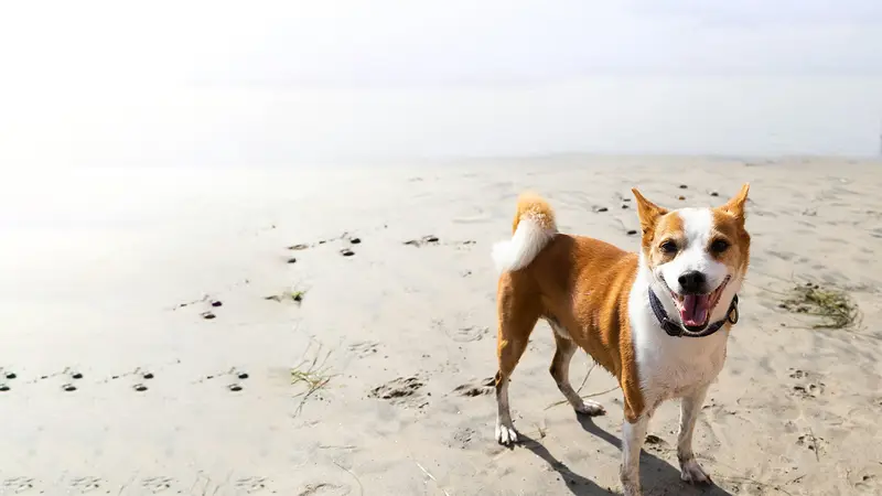 Peninsula Dog and Cat Clinic preview
