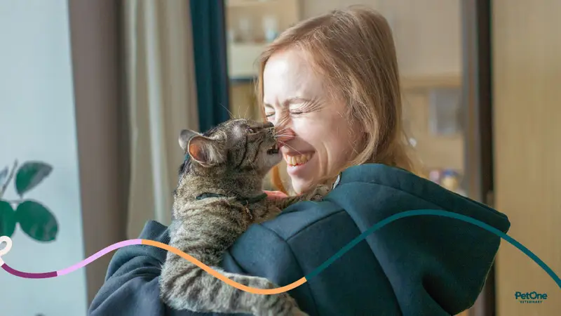 The Cat Doctor Veterinary Hospital preview