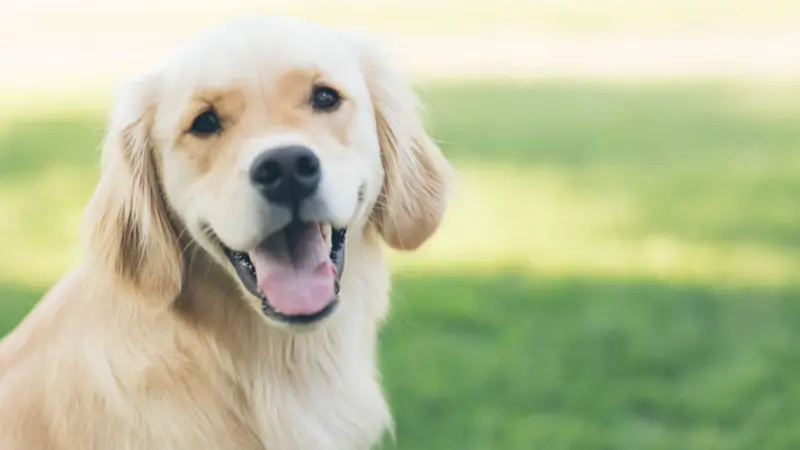 Companion Animal Hospital Wicker Park preview