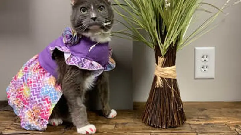 Animal Allergy & Dermatology Center of Indiana preview
