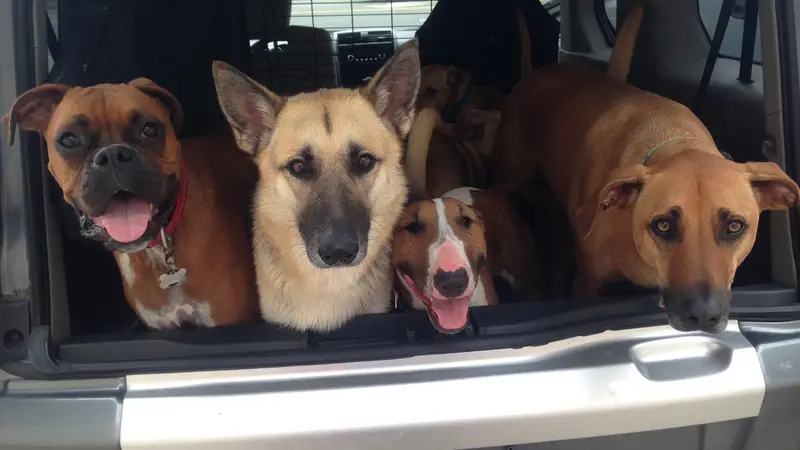Dog Tired San Diego preview