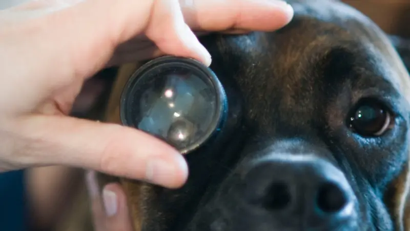 Bush Veterinary Neurology Service - Richmond preview