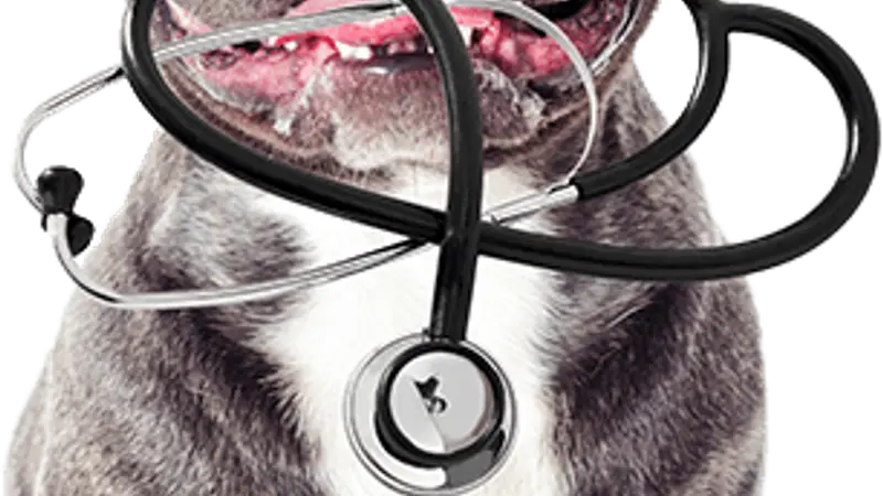 Pet Emergency Center preview