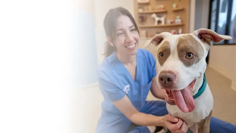 Chewy Vet Care preview